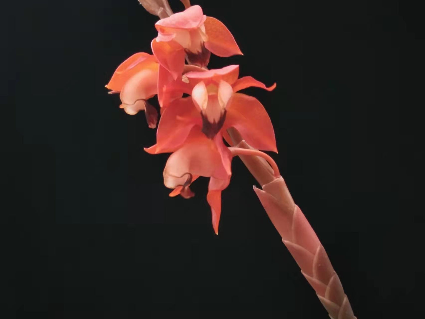 Coelogyne tsii