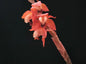 Coelogyne tsii