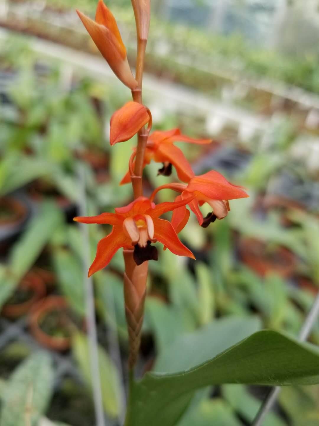 Coelogyne tsii