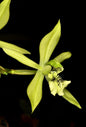 Coelogyne virescens (syn. Coelogyne brachyptera)