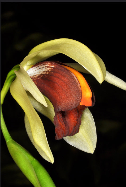 Coelogyne usitana