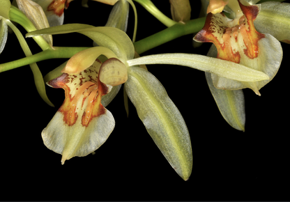 Coelogyne assamica