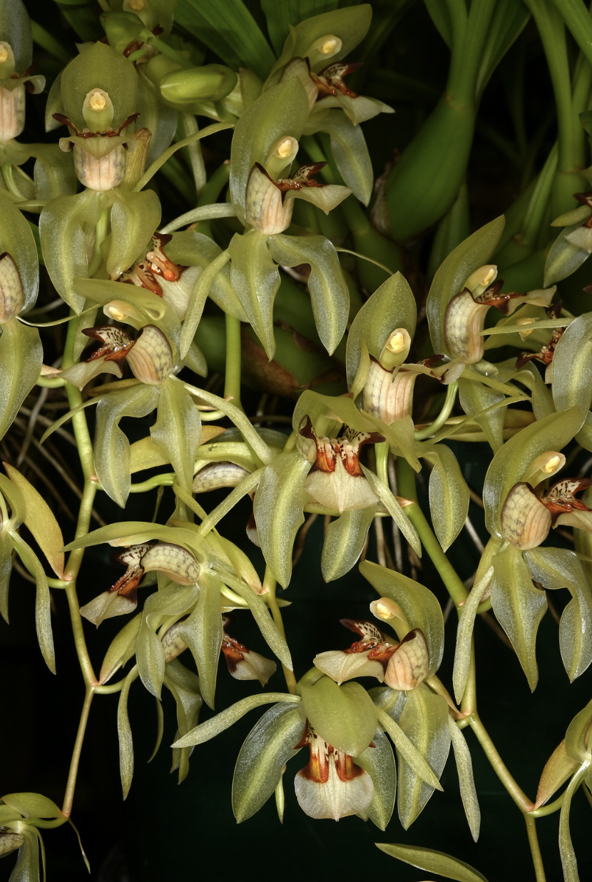 Coelogyne assamica