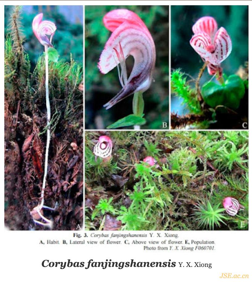 Corybas fajingshanensis