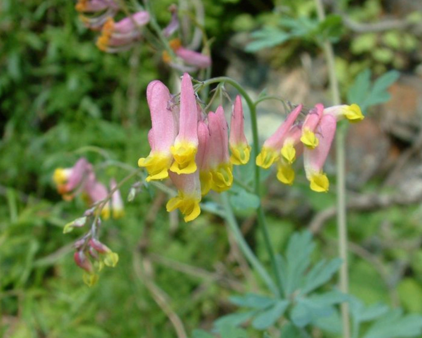 Corydalis pinnata