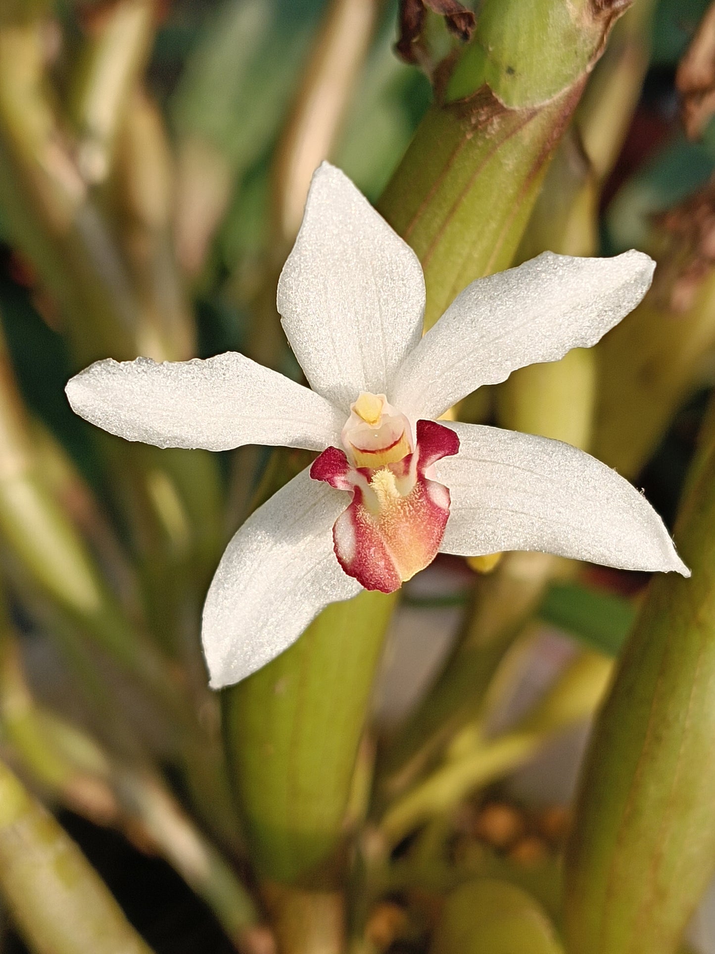 Cylindrolobus marginatus / Syn. Eria marginata