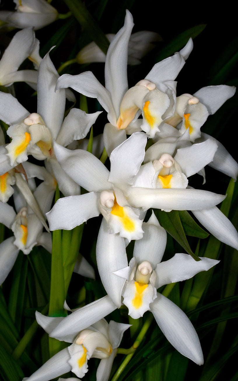 Cymbidium eburneum