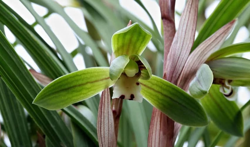 Cymbidium serratum