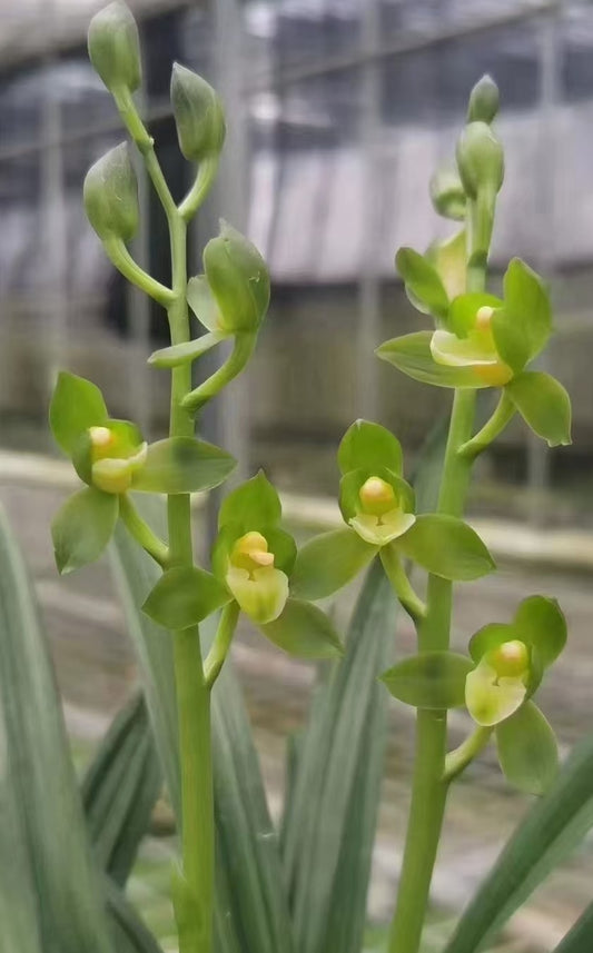 Cymbidium sinense alba