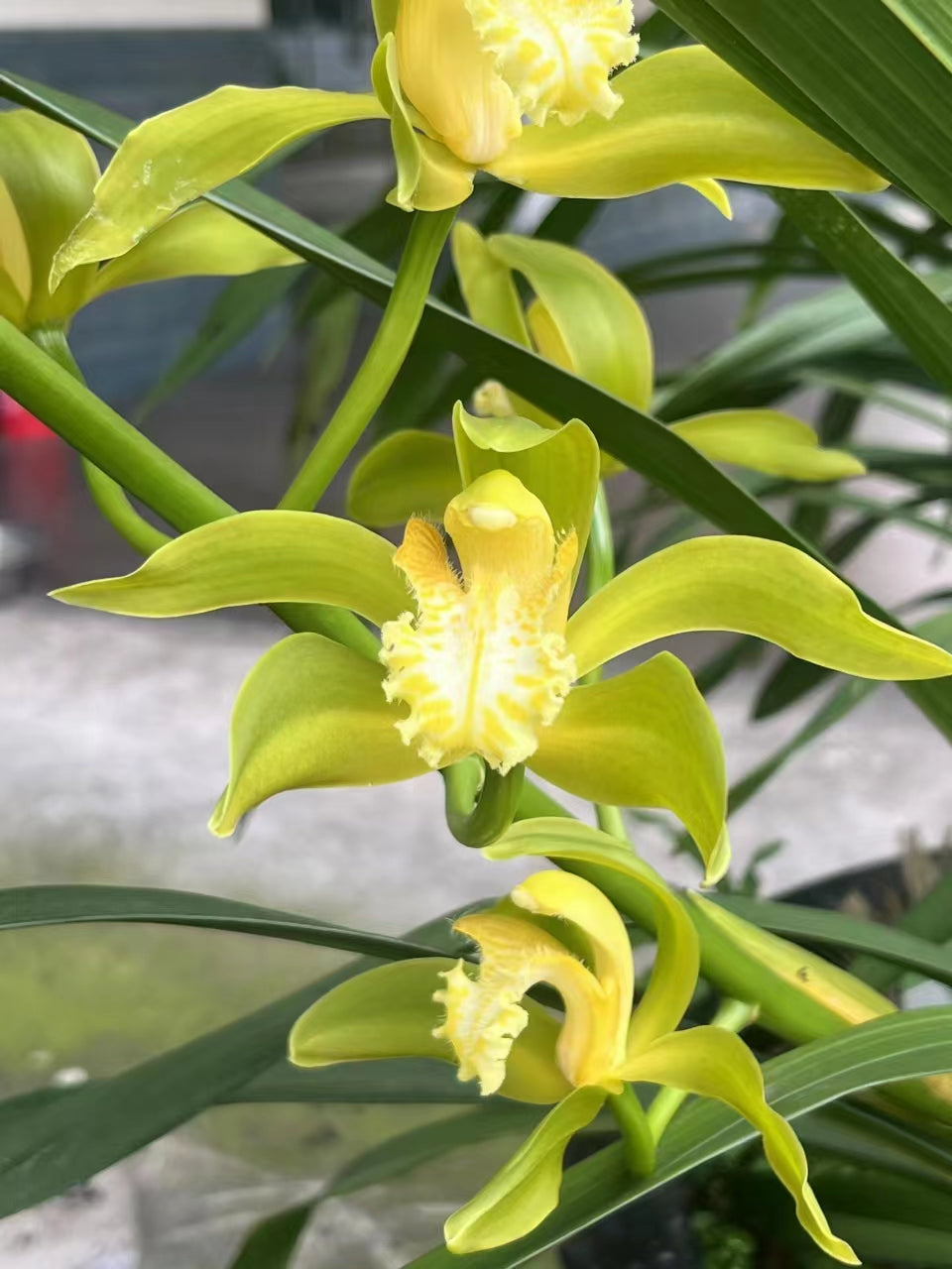 Cymbidium tracyanum fma alba