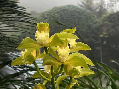 Cymbidium tracyanum fma alba