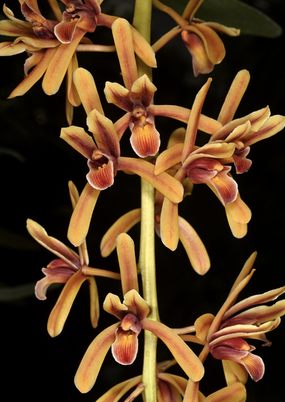 Cymbidium aloifolium