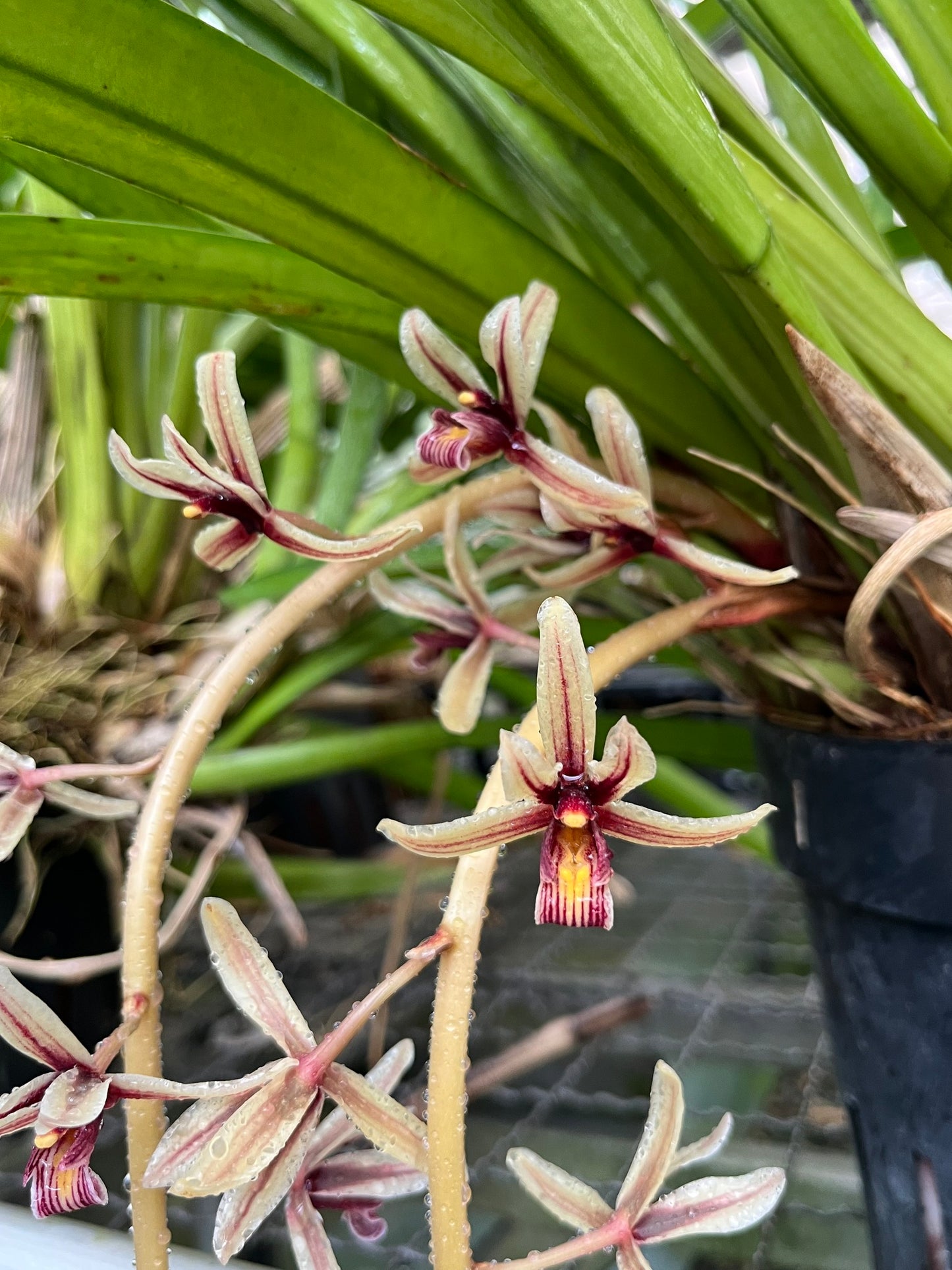 Cymbidium aloifolium