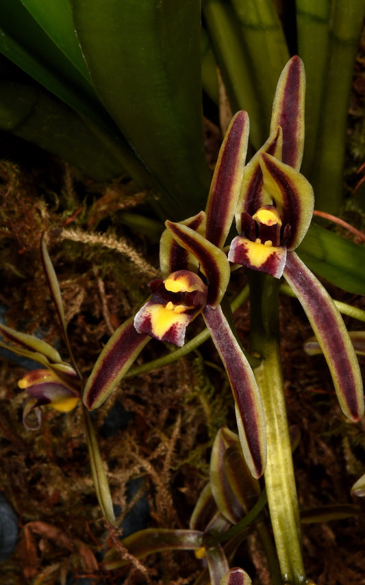 Cymbidium bicolor