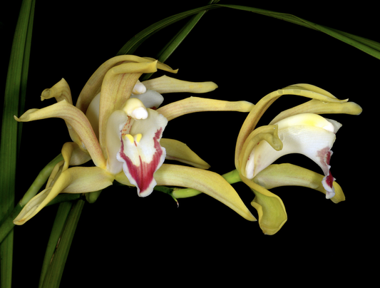 Cymbidium changningense