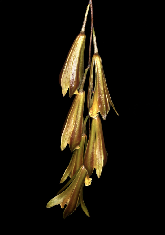 Cymbidium cochleare