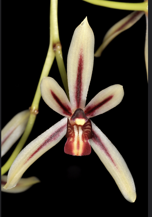 Cymbidium dayanum