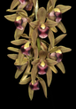 Cymbidium devonianum