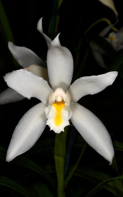 Cymbidium eburneum