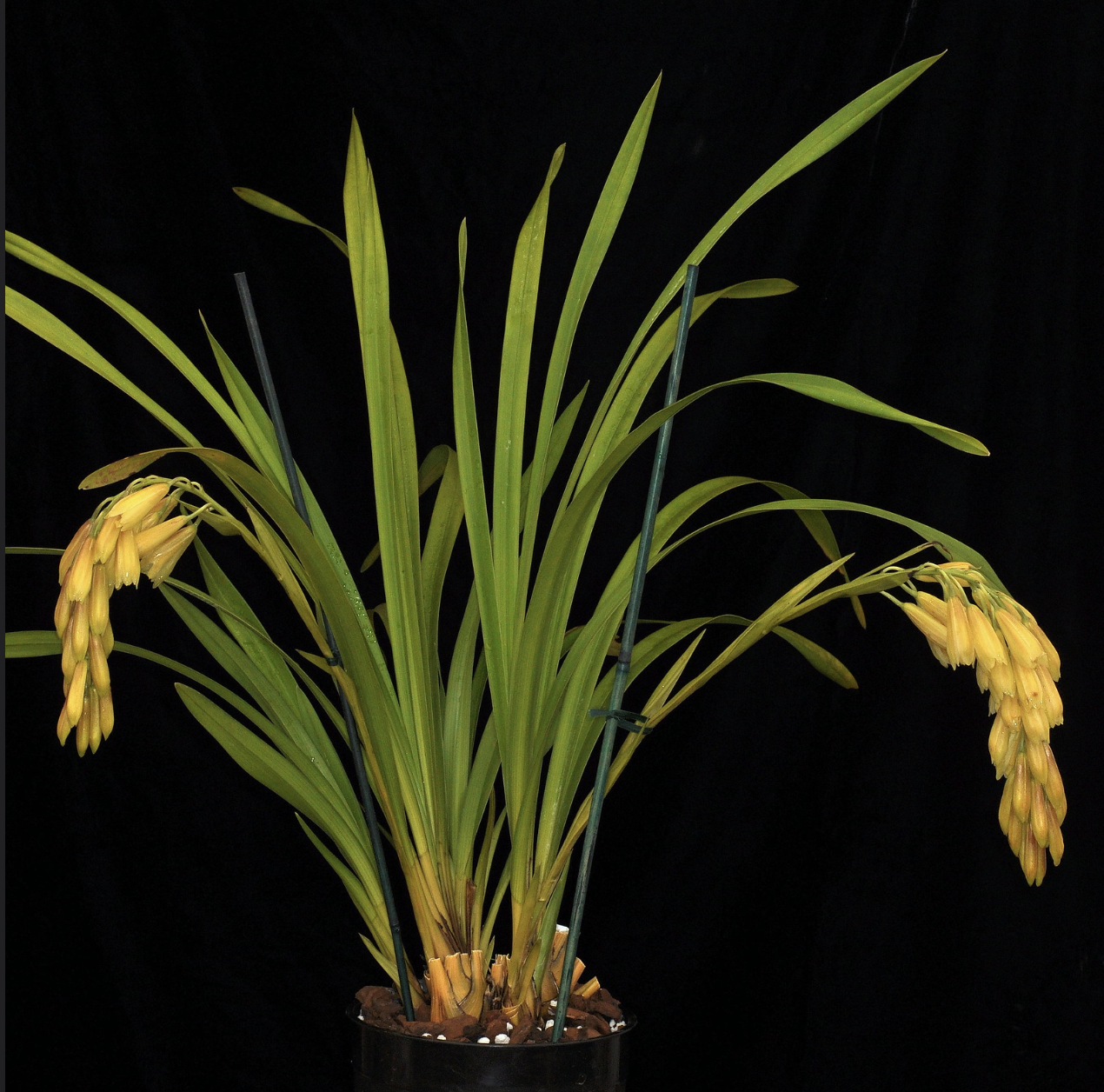 Cymbidium elegans