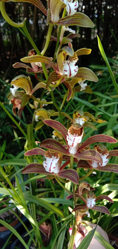 Cymbidium erythraeum