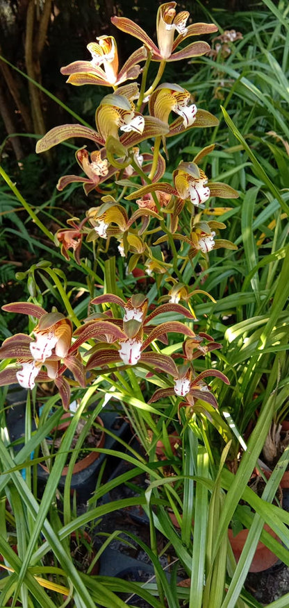 Cymbidium erythraeum