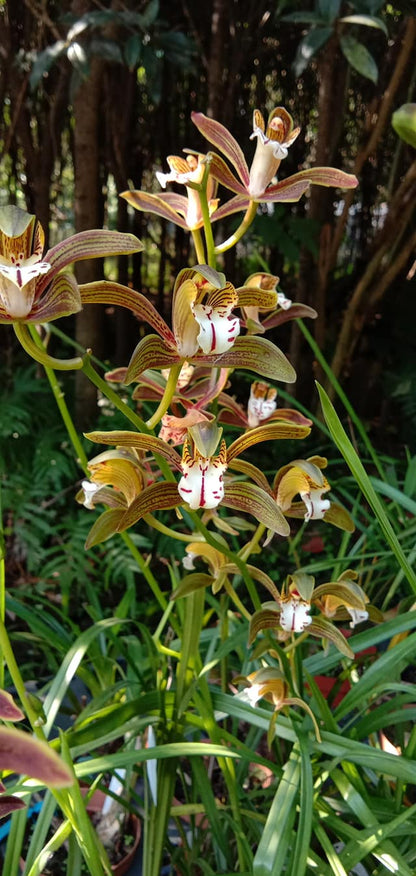 Cymbidium erythraeum