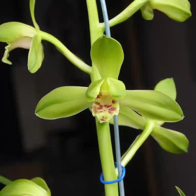 Cymbidium faberi Lotus Flower