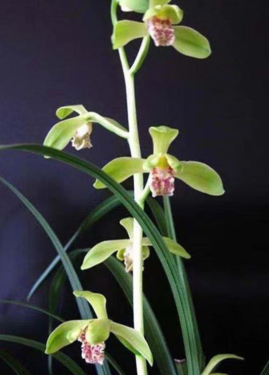 Cymbidium faberi 'Dayiping'