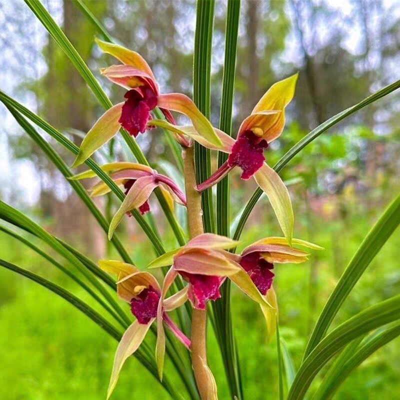 Cymbidium faberi 'Red Lip'