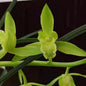 Cymbidium faberi 'Wenzhousu' alba