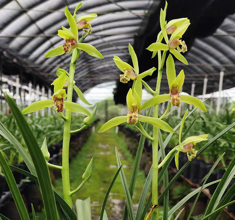 Cymbidium faberi Broad Leaves