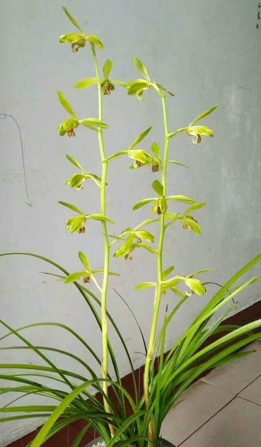 Cymbidium faberi Slender Leaves