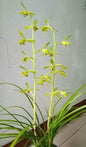 Cymbidium faberi Slender Leaves