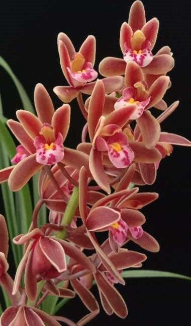 Cymbidium floribundum