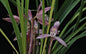 Cymbidium goeringii Pink