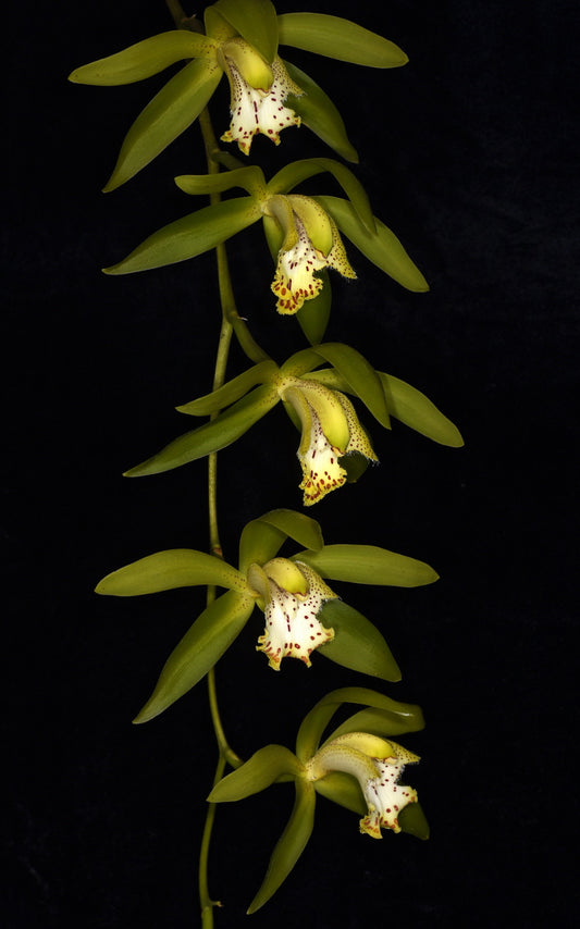 Cymbidium hookerianum