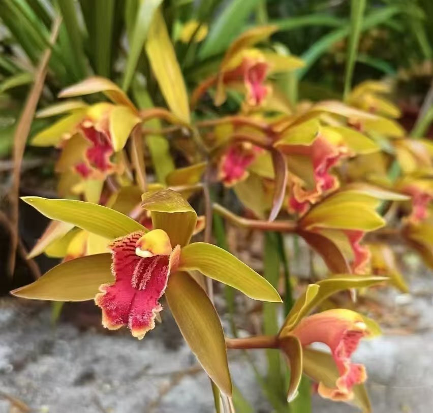 Cymbidium hookerianum 'Red Lip'