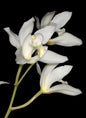 Cymbidium insigne alba (Hainan)