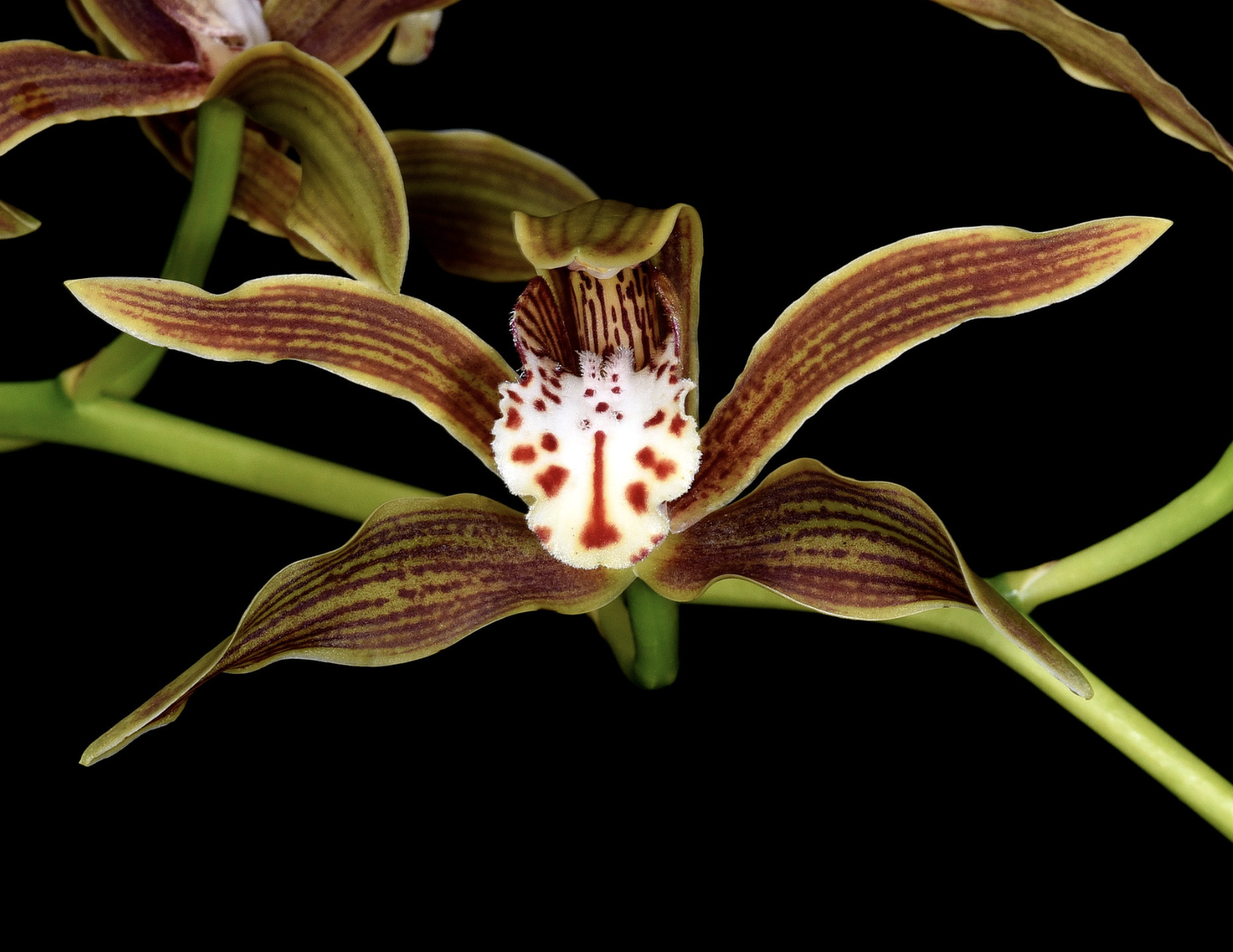 Cymbidium iridioides