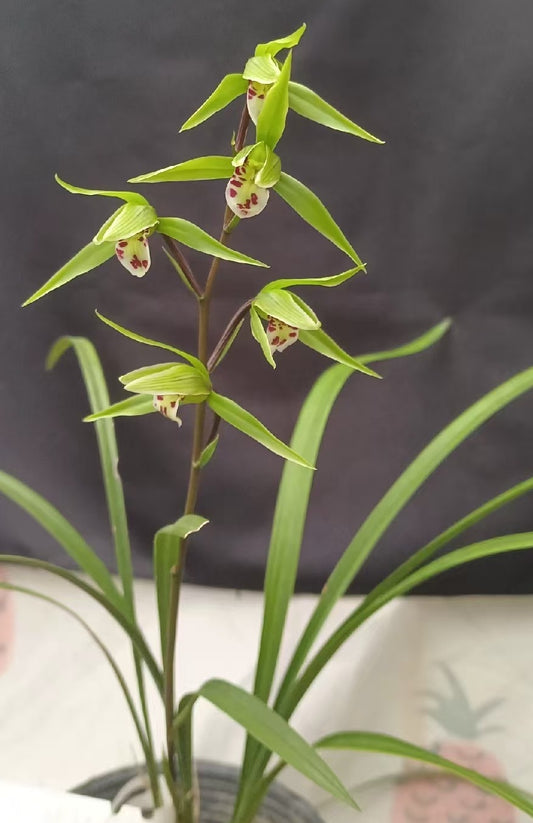 Cymbidium kanran