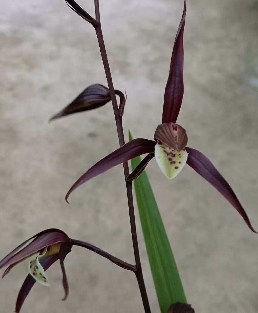 Cymbidium kanran Dark Red