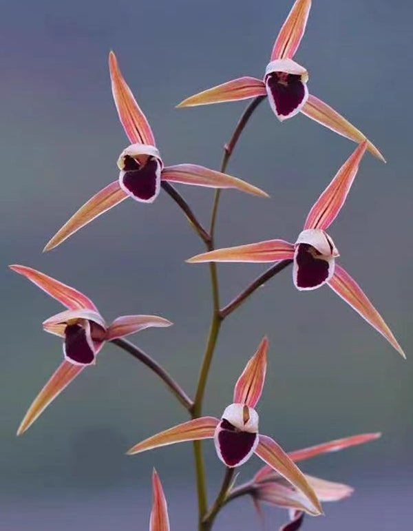 Cymbidium kanran 'Red Apple'