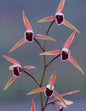 Cymbidium kanran 'Red Apple'