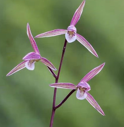 Cymbidium kanran 'Pink'