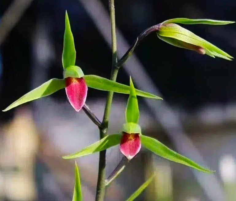 Cymbidium kanran 'Red lip'