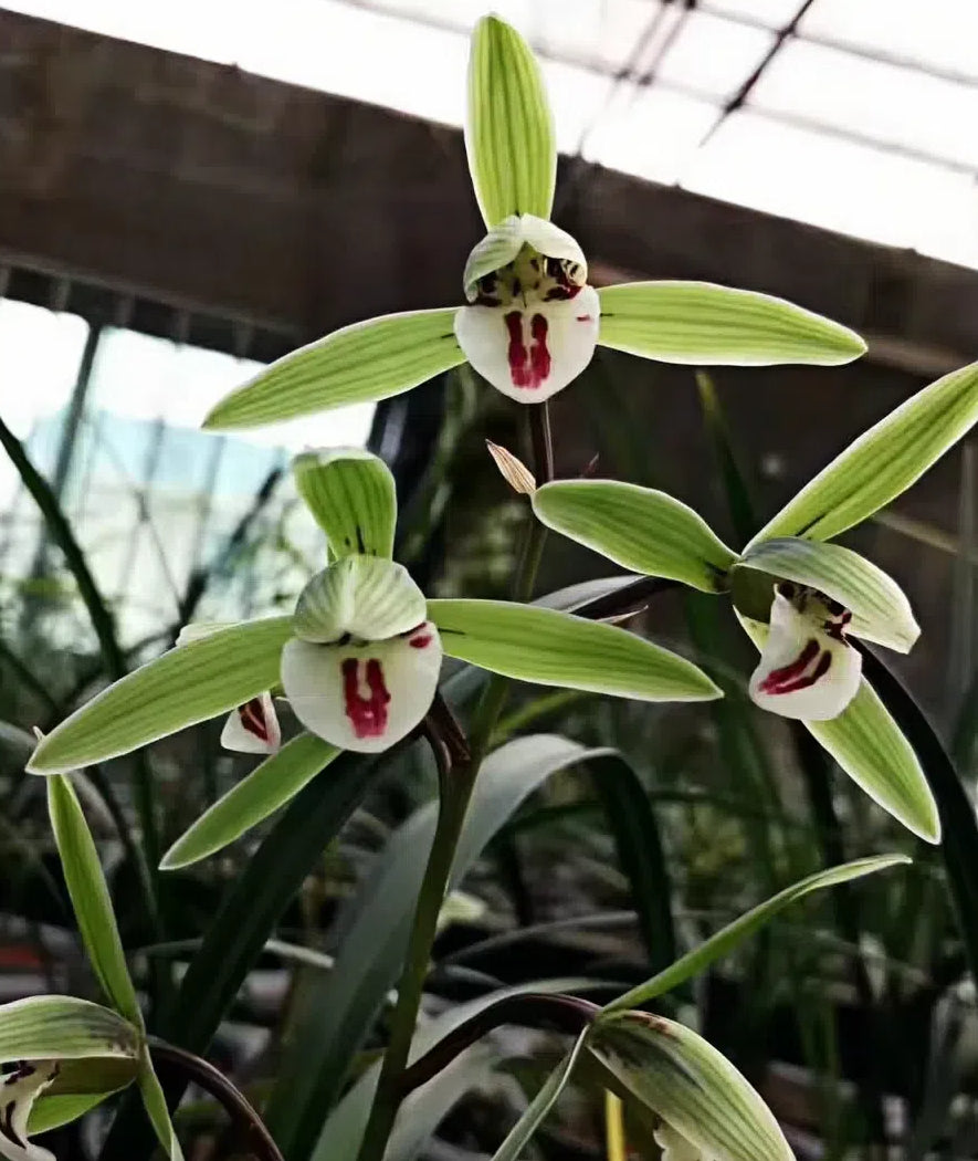 Cymbidium kanran 'Round Lip'