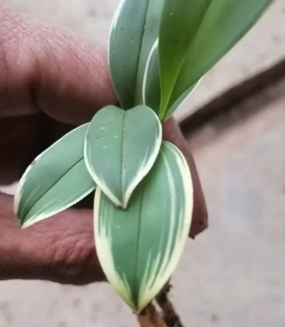 Cymbidium lancifolium variegated leaves