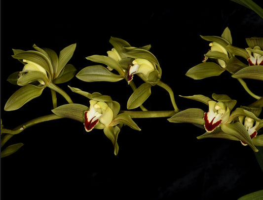 Cymbidium lowianum