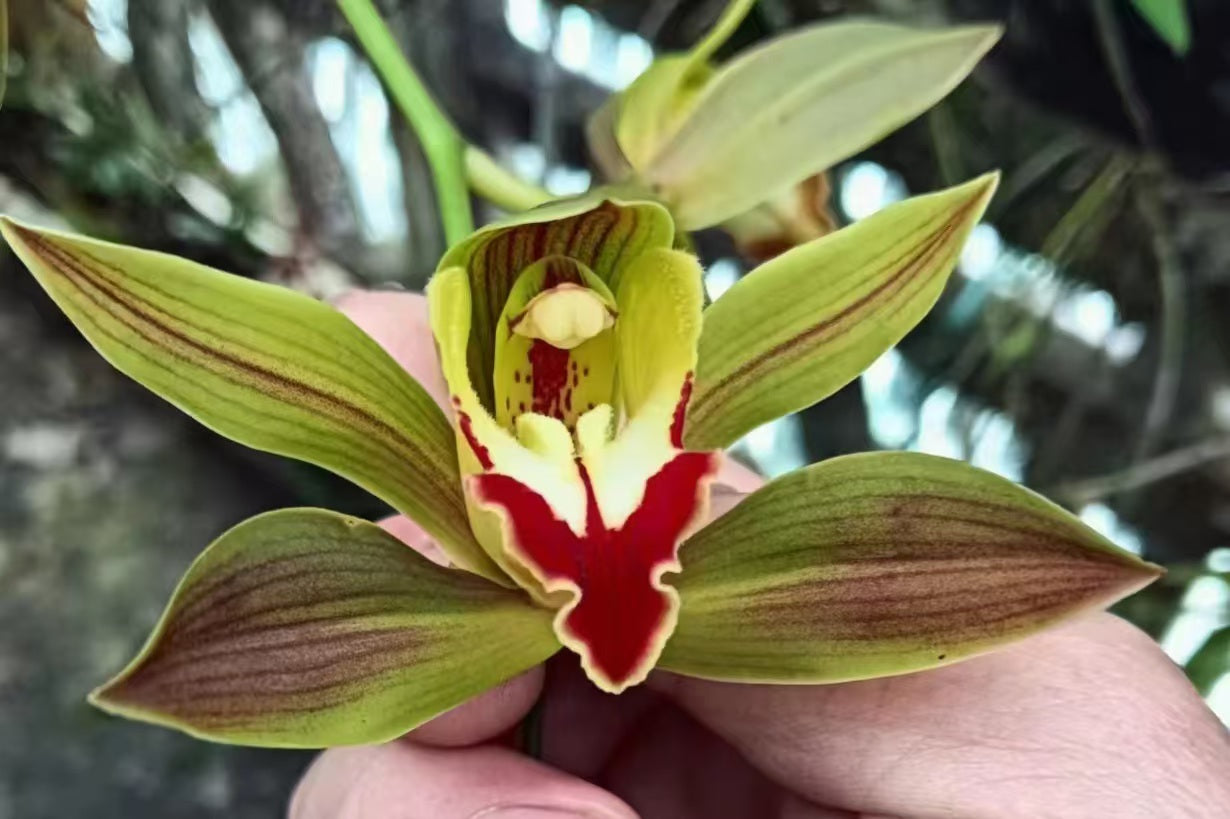 Cymbidium lowianum Red Petals